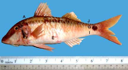 indicus known for its greenishwhite overall with a yellow blotch on each side and a black spot in front of the tail. The coloration may darken to reddish-brown along the back of the fish (see Fig. 1).