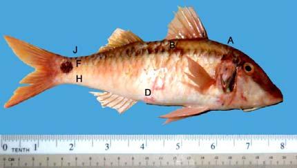 The morphological qualitative descriptions of the fish scale were patterned after Lippitsch [32] and Kuusipalo [29] using stereoscope in order to investigate the variations of scales within and among