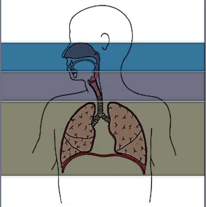 HFT Enhances Respiratory Efficiency Oxygenation Ventilation P i O 2 ~150 mmhg CONDITIONING