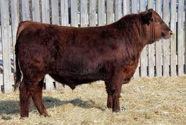 Yearling Bulls 4 guaranteed calving ease; 3 calving ease - may ReQuiRe some assistance on