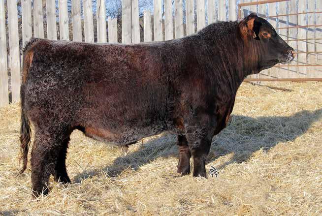 Yearling Bulls 26 embryo calf out of Little Deep and a very good Lazy MC cow definite herd sire potential RED RSL Little Deep 913F FEB 20, 2018 RSL 913F Reg.