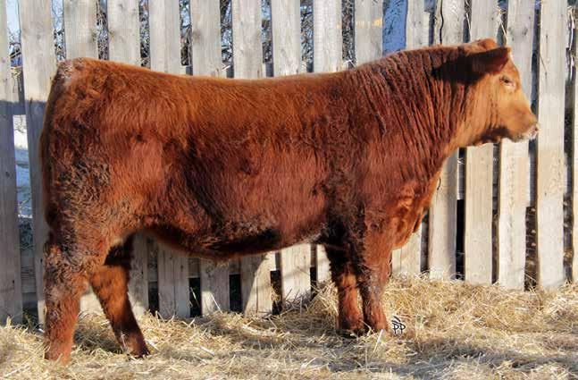 RSL RED Angus Yearling Bulls very good herdsire prospect with tremendous style and presence embryo Little Deep calf out of one of Clint Morasch s best cows that was Kingman s mother RED RSL Little