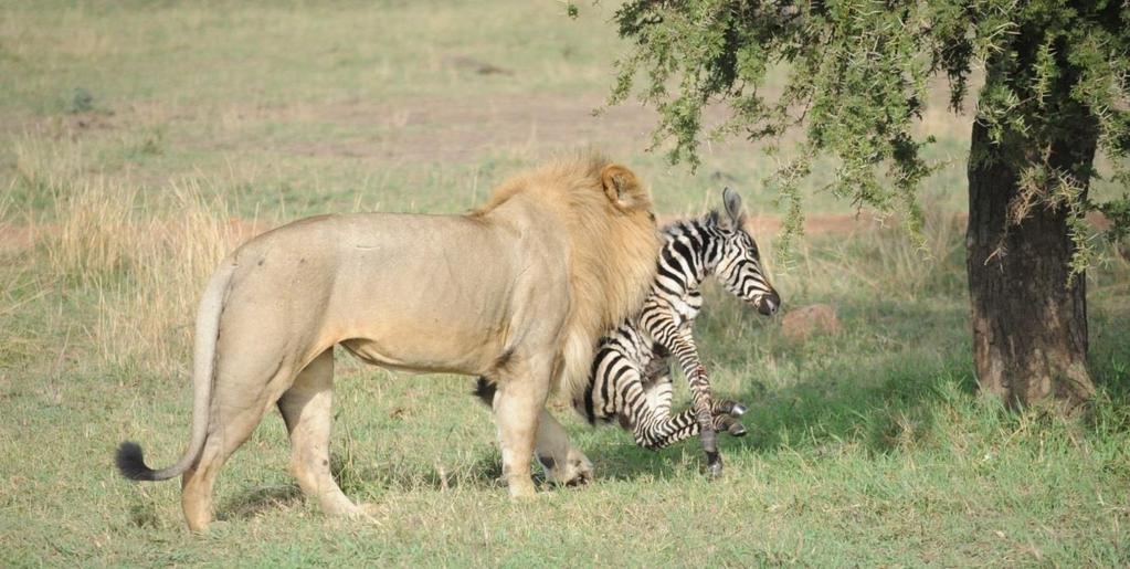 The big cats will sometimes go for days without eating when mating, but will certainly take