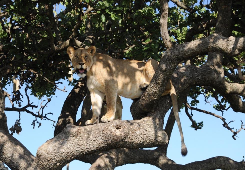 The lions continue to spend long periods in the heat of the day up shady trees, escaping the