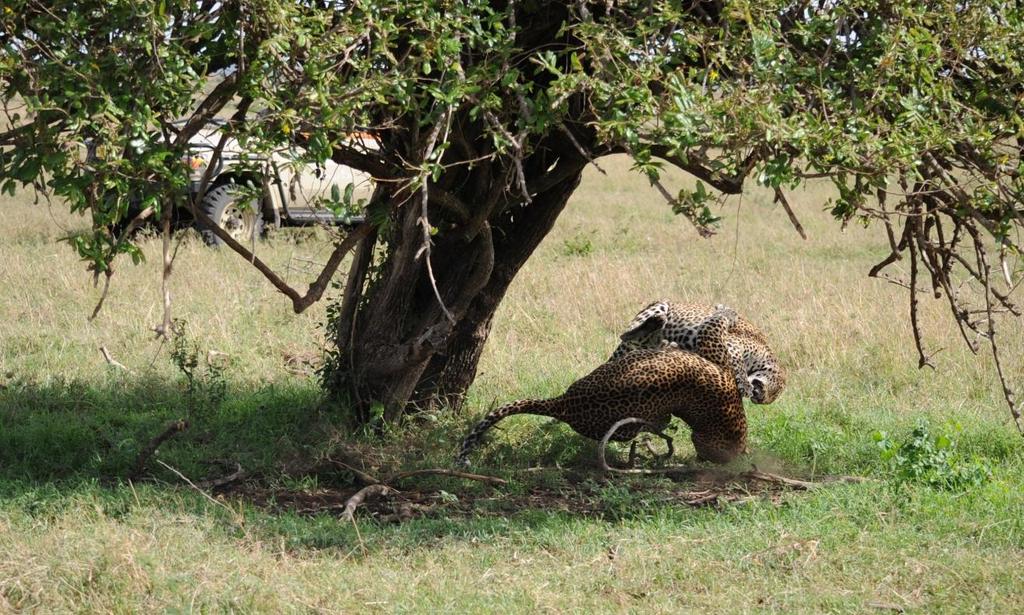 Anicet was once again on the plains to witness a fantastic few minutes of fascinating leopard behaviour.