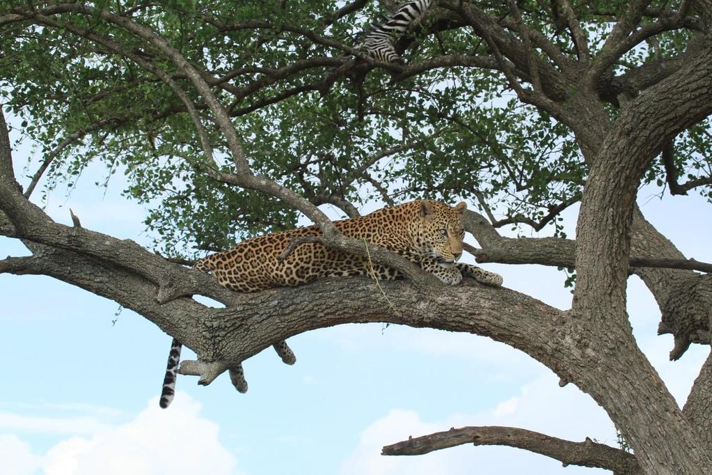 Bernard located a beautiful male leopard lying up in a desert date tree on the Nyasirori Dam
