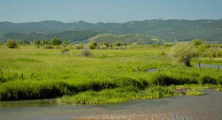 This is directly related to the spring creek restoration work throughout the valley. The five spring creeks on the ranch represent a water.