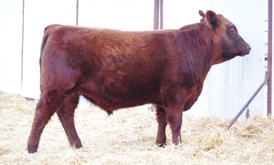 He is stacked with calving ease on both sides of his pedigree.