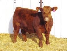08 50% 6% 30% 26% 54% 46% 66% 93% 74% 76% 72% 30% 3% 53% 2% 3% Here is a smooth fronted bull that has some calving