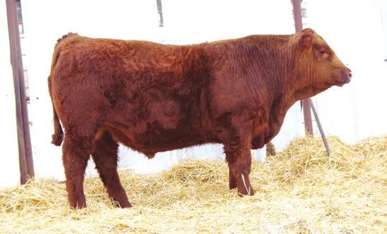 03 80% 99% 58% 55% 84% 94% 96% 80% 37% 25% 56% 93% 60% 92% 99% 11% Another solid, moderate-framed bull that is dark red in color. His Sakic dam brings in a respectable calf every year.
