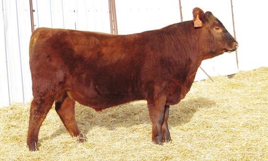He is long bodied, has a ton of capacity and, with the Banker 142 bull in his pedigree, his disposition is awesome.