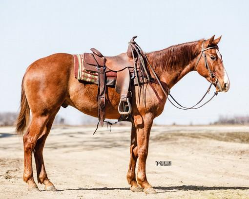 She is by the good horse, WR This Cats Smart with earnings of $236,514 and stands at the 6666 Ranch. This mare is bred to have a spring baby by Metalic Style, a son of the good horse Metallic Cat.