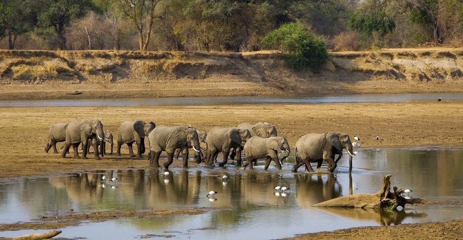 Introduction Zambia's South Luangwa National Park lies in the south-eastern corner of the country and is one of southern Africa's finest wildlife havens.