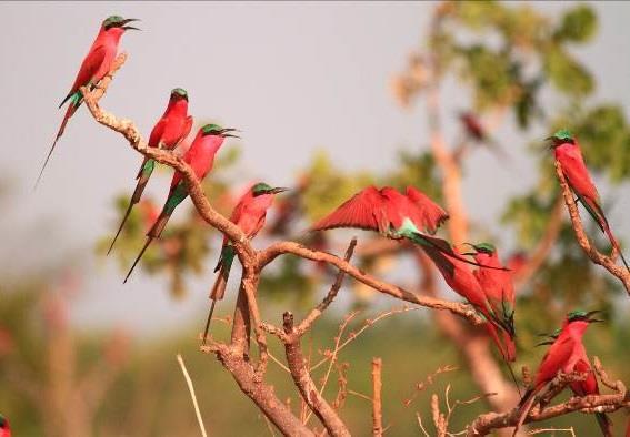 Southern Carmine Bee-eaters banded Courser, White-crowned Plover, Lilian s Lovebird, Grey and Purple-crested Louries, various cuckoos such as Jacobin, Striped, Black, and the beautiful Emerald