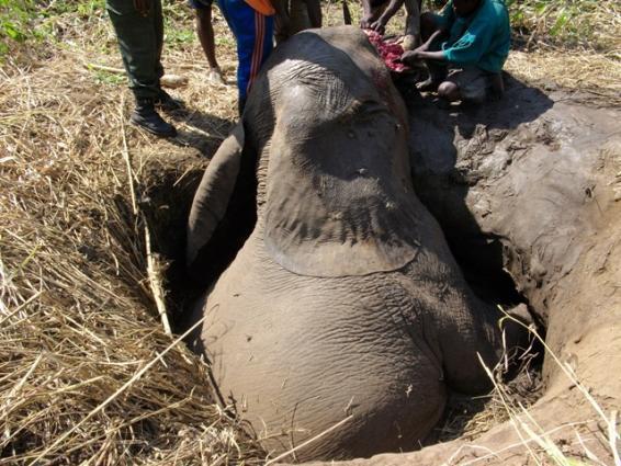 4 P a g e Wildlife rescue and immobilizations We ve had to deal with some unpleasant elephant situations recently but it is all part of the work we do here.