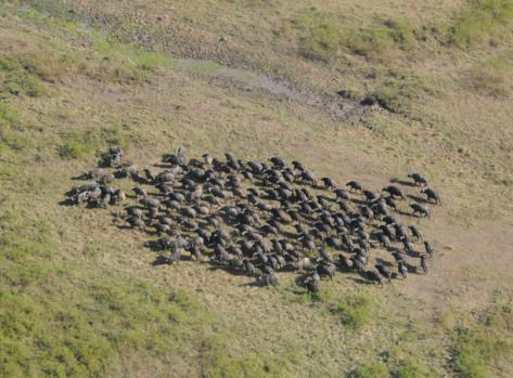 Luangwa Valley Aerial Survey An aerial survey of the Luangwa system was conducted by ZAWA with support