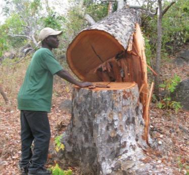 local, unlicensed wood and it is our (Luangwa residents)