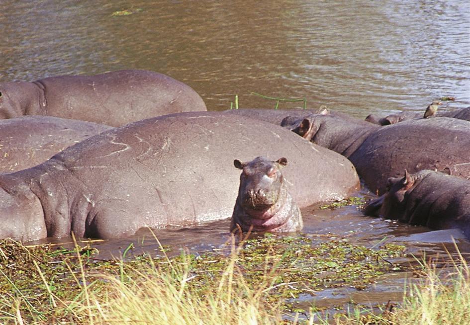 When not on a game-viewing activity there is a large hippo filled lagoon close by with a hide for guests to watch animals unnoticed high above the water.
