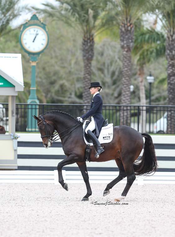 2013 North American Stallion Testing Reserve Champion, Gallant Reflection HU will start his FEI dressage career with Lisa Wilcox this year. Photo by LL-FOTO.