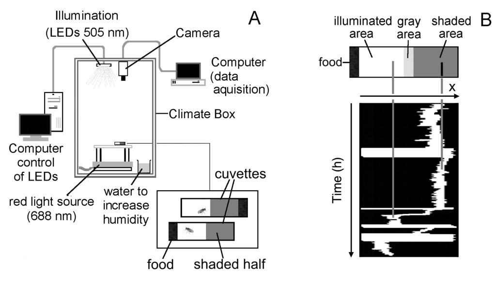 Rieger et al. / LIGHT PREFERENCES OF FRUIT FLIES 389 Figure 1. (A) Recording system for the flies rest and activity using a video camera, digitizer, and ATARI computer.