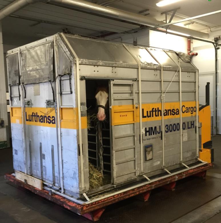 2015 World FF Isabelle is shown loaded, and leaving Frankfurt, Germany, for her flight to Canada and the 2015 WCS Clydesdale Show: Officially An International Event Far Forest Isabelle has arrived in