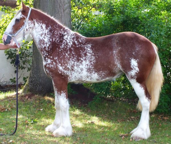 I t has long been a dream of the 2015 World Clydesdale Show Committee to reach beyond the Canadian and American Clydesdale registries with an entry that would make the show a truly international