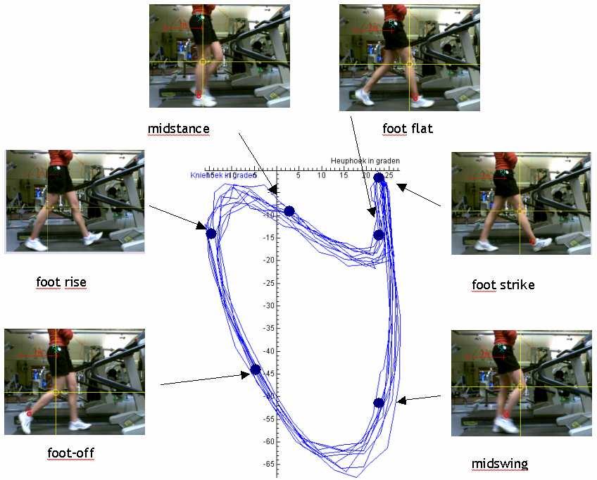 This can be understood because during this part of the stride, the muscle first undergoes eccentric contraction, which controls the forward movement of the tibia over the fixed foot; hereafter the