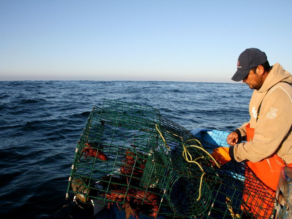 The MSC Fisheries Standard 1 The sustainability of