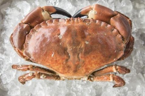 Project UK Fisheries Improvements- Stage 1 Species: Crab, Cancer