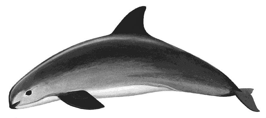 190 Marine Mammals of the World Phocoena sinus Norris and McFarland, 1958 PHOCO Phoc 3 VAQ FAO Names: En - Vaquita; Fr - Marsouin du golfe de
