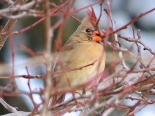 Photo submitted by Heather Beaudoin Northern Cardinal: A female Northern