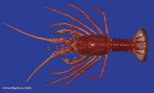 Rock lobster (Jasus caveorum) 1.