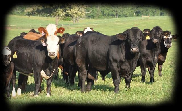 Have You Sold Cattle on the Farm? If so, be sure you paid the $1.00 Checkoff. 11 Did You Know?