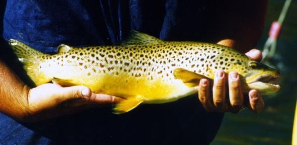 Trout Species Brown, rainbow, cutthroat trout All prefer clean,