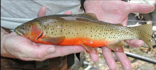 pool/run habitats with suitable depth Rainbow and cutthroat trout