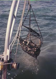 I. Historical Overview: Decline of the Eastern Oyster 6 5 19 194 198 1912 1916 192 1924 1928 1932 1936