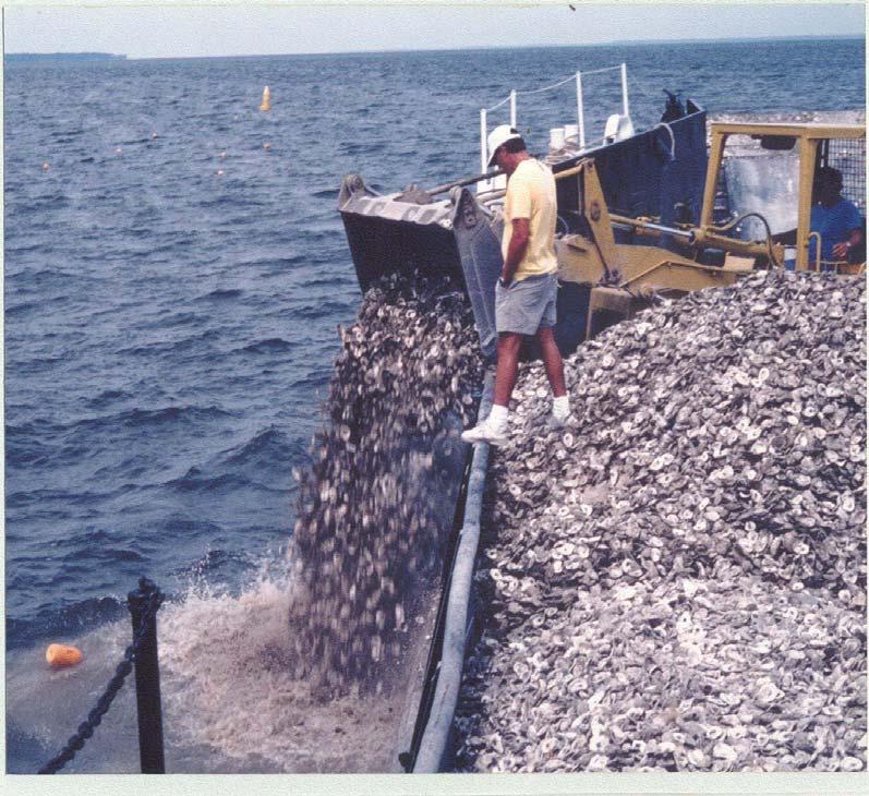 II. Ongoing Research: Restoration Strategy Restoration efforts have targeted both the oyster fishery and reef ecosystem services No harvest or