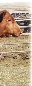 GM 7-1.5 7 131 18 4.6.83 13 55 If you are in the market for a Red Angus bull, you must take a look here.