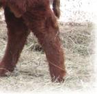 He is registered with Red Angus and although he is black hided, he still carries the red gene.