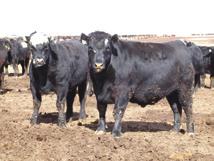Meyer Natural Angus strives to produce the best beef eating experience for the consumer through its
