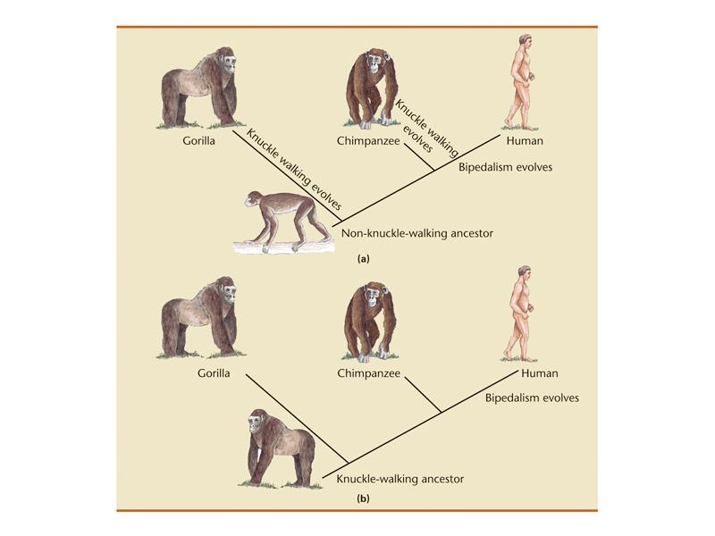 2.3 Bipedalism and four-footed posture.