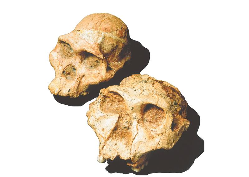 2.8 Hominin skulls compared.