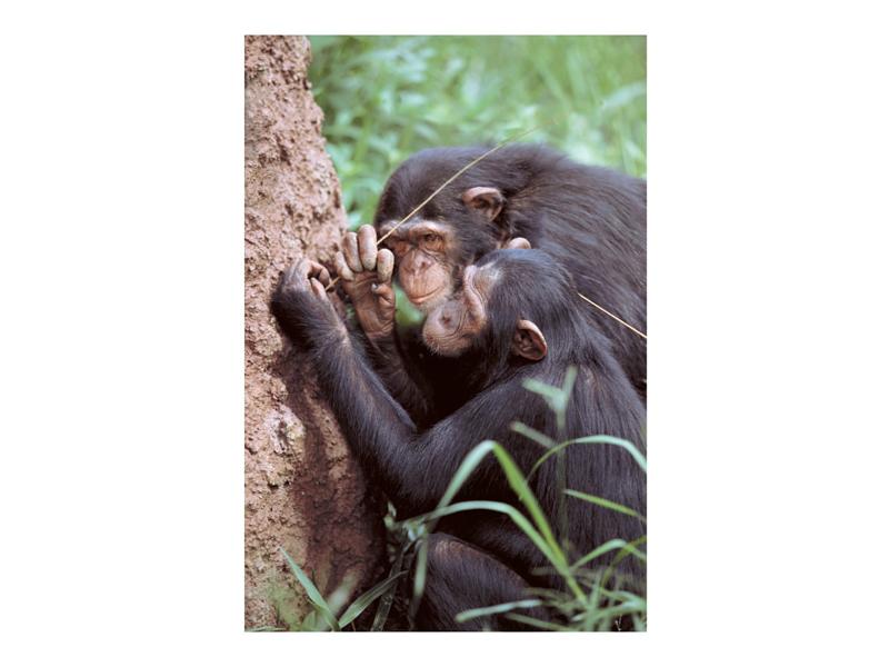 2.15 Chimpanzee using a stick