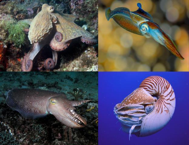 Cephalopods Nautilus,