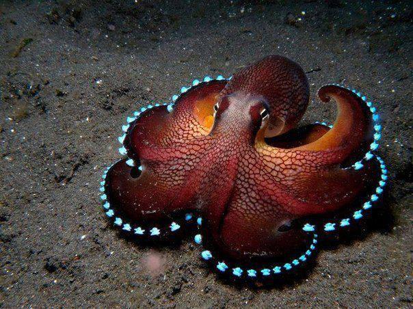 The Octopus Kingdom: