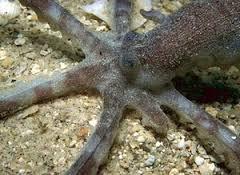 Defense- Autotomizing When under attack, some octopus can spontaneously detach their limbs.