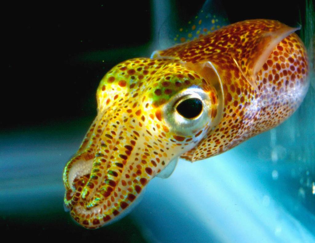 Squid Kingdom: Animalia