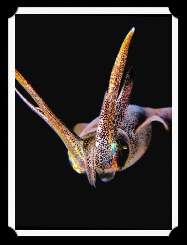 Physiology Squid have 8 arms, and two tentacles.