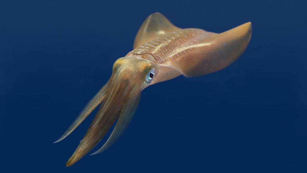 Physiology The mantle is the body cavity for the squid Helps protect them as they move