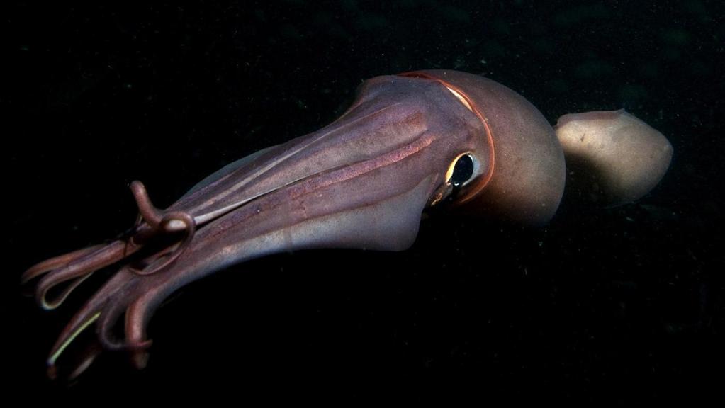 Physiology Squid have very small mouths with beaks.